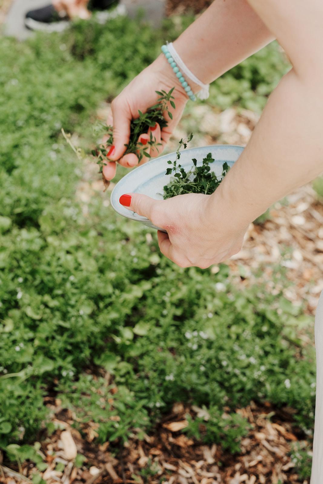Hands picking herbs and flowers during the bush plant discovery walk