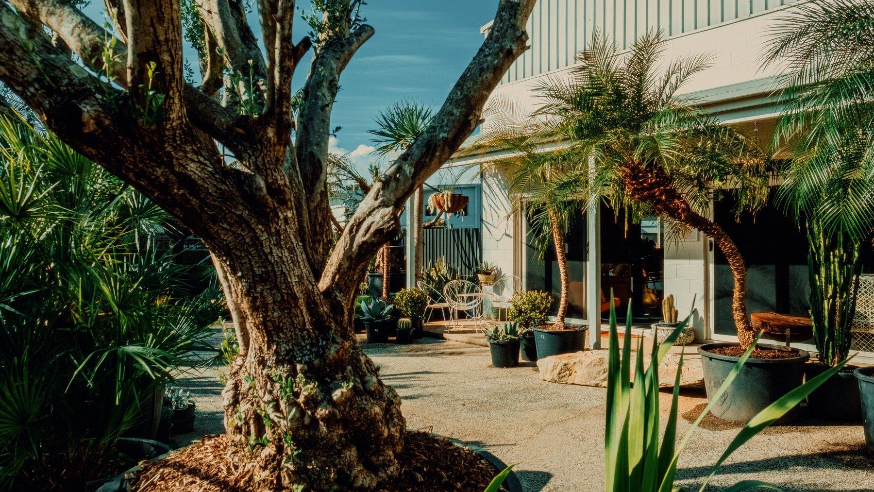 The shop's courtyard entrance, framed by an old olive tree and potted palms