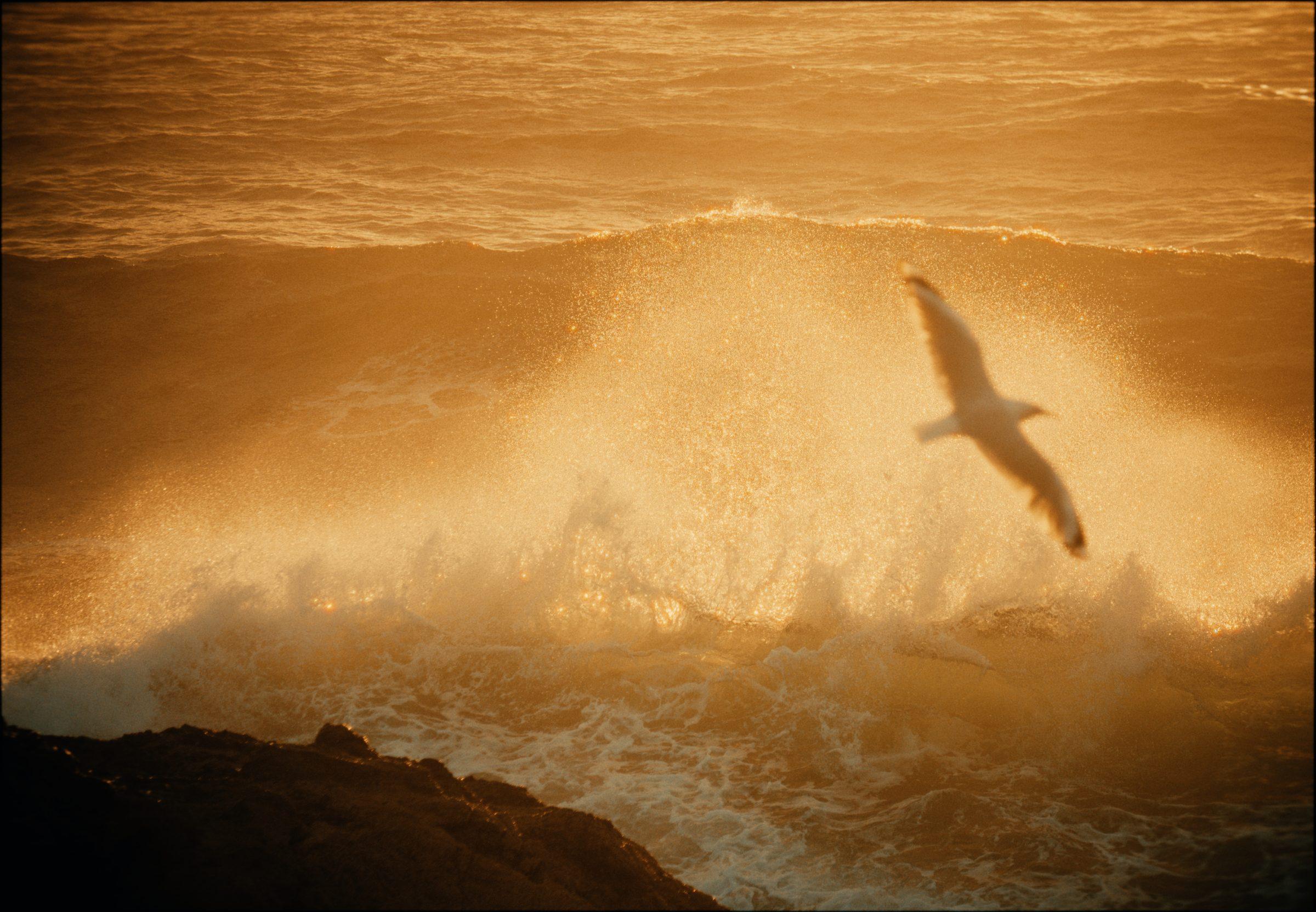 A seagull in flight over a golden breaking wave