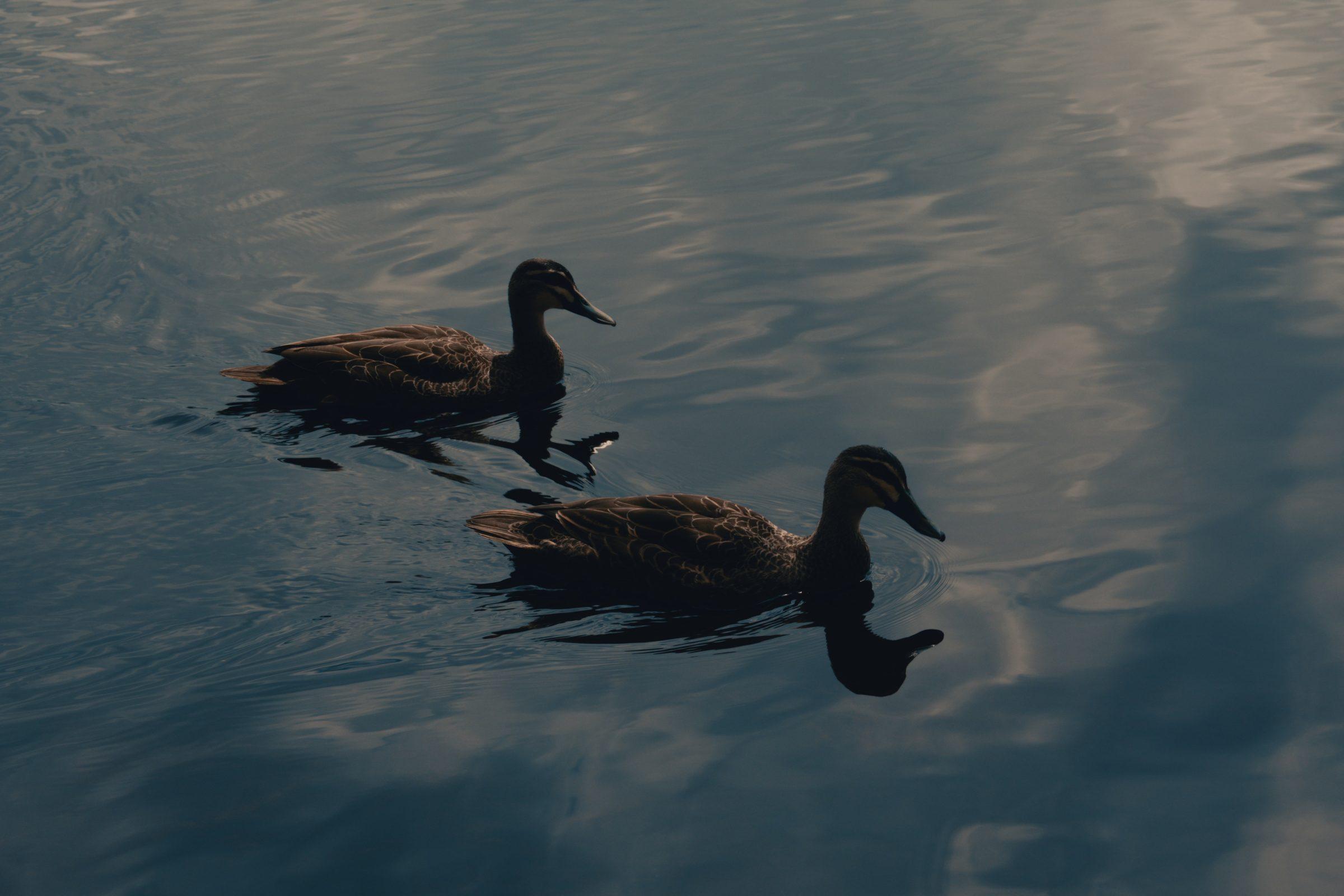 Two ducks swimming on dark, rippled water