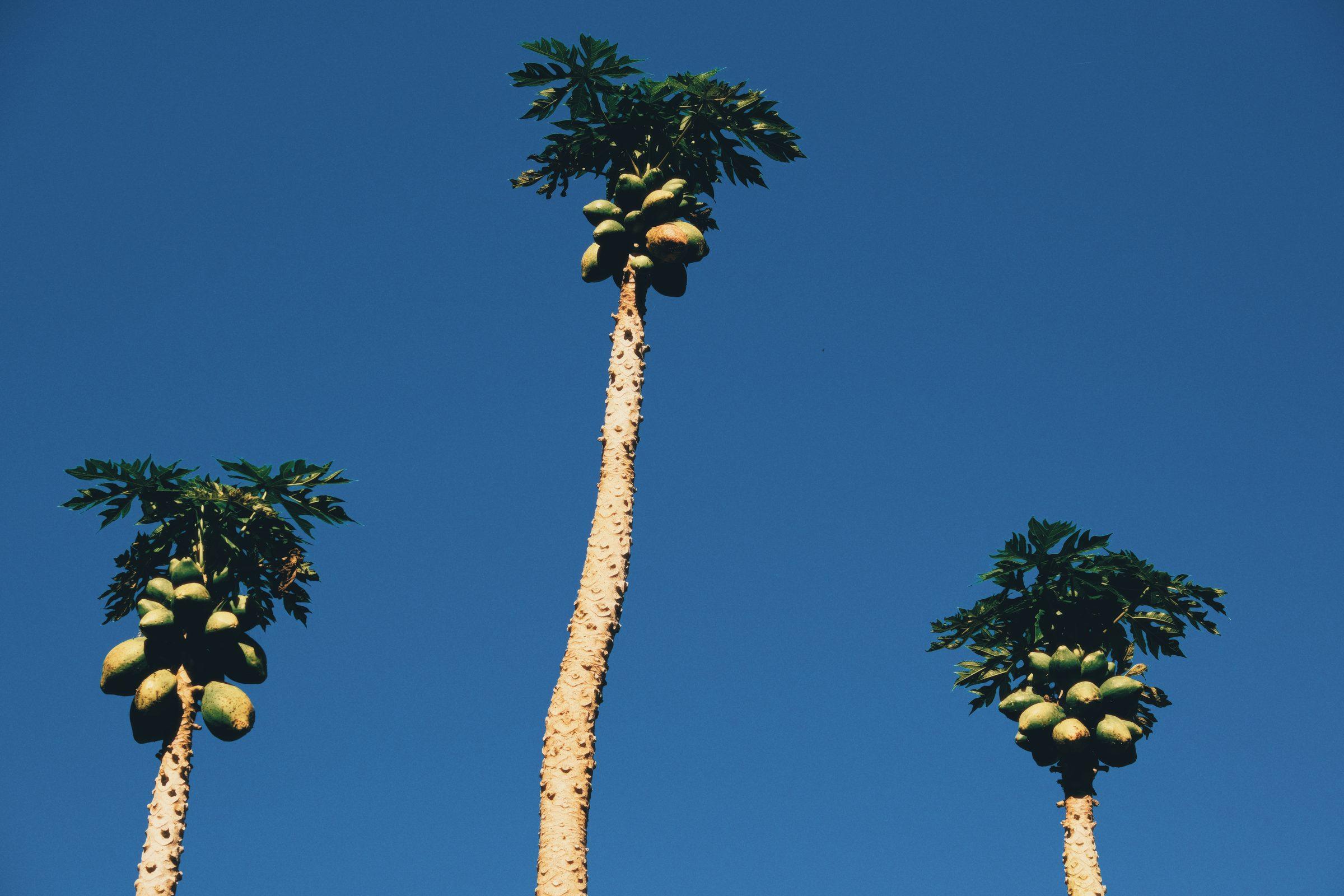 Three papaya trees heavy with fruit against a deep blue sky