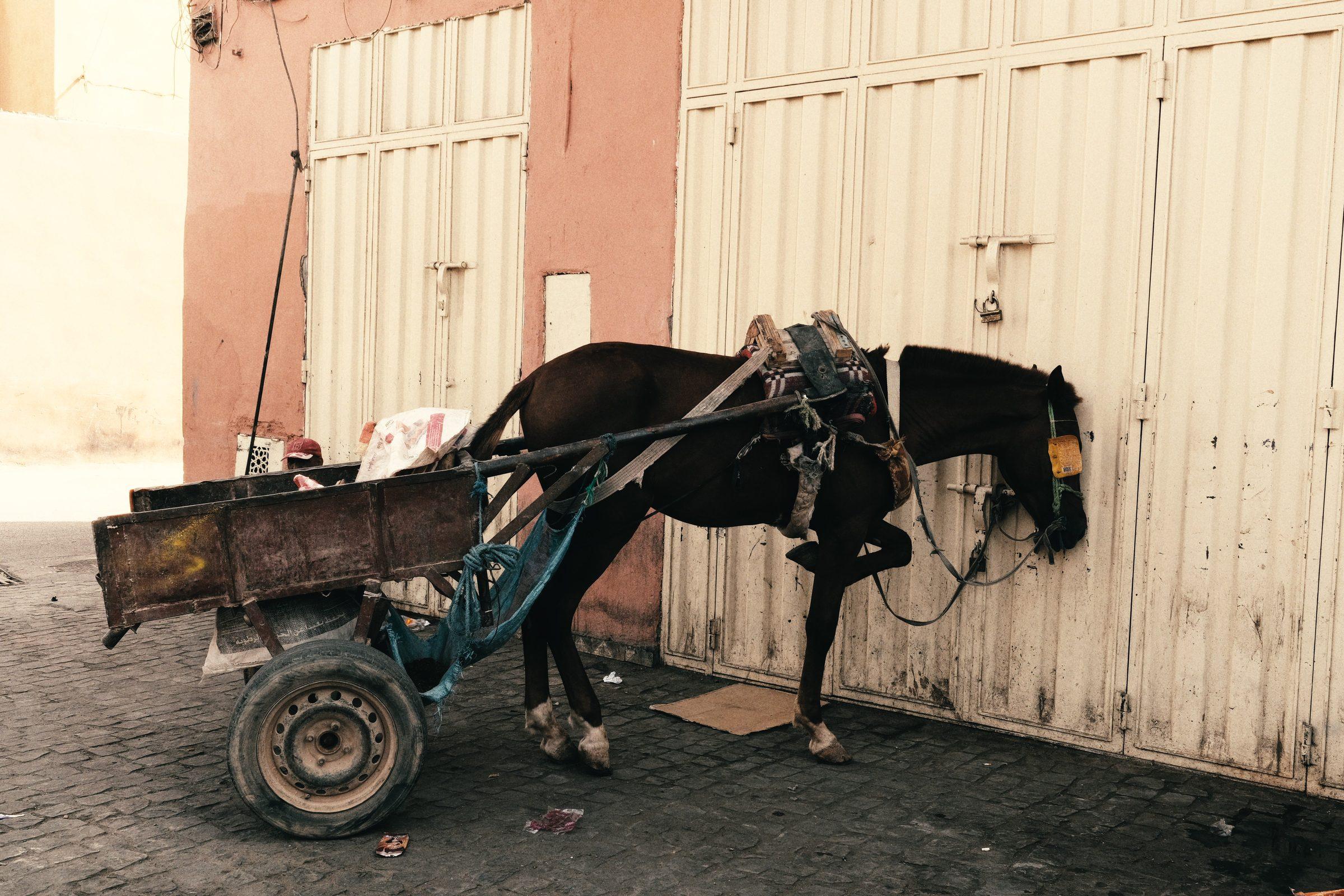 A horse hitched to a wooden cart, its head pressed against a white double door