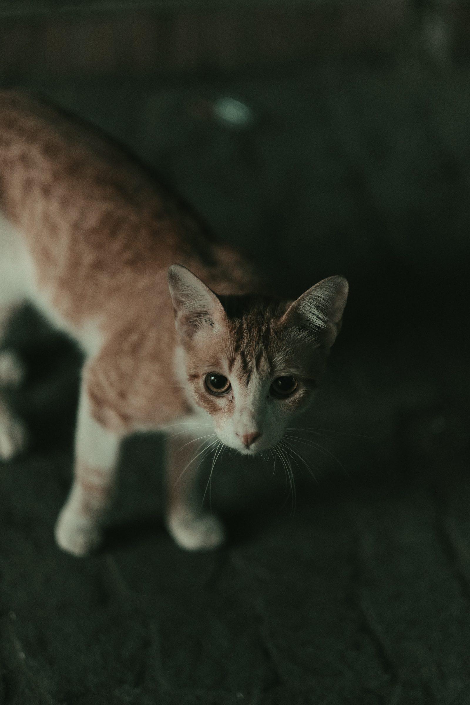 A ginger and white cat caught in the dark, looking up at the camera
