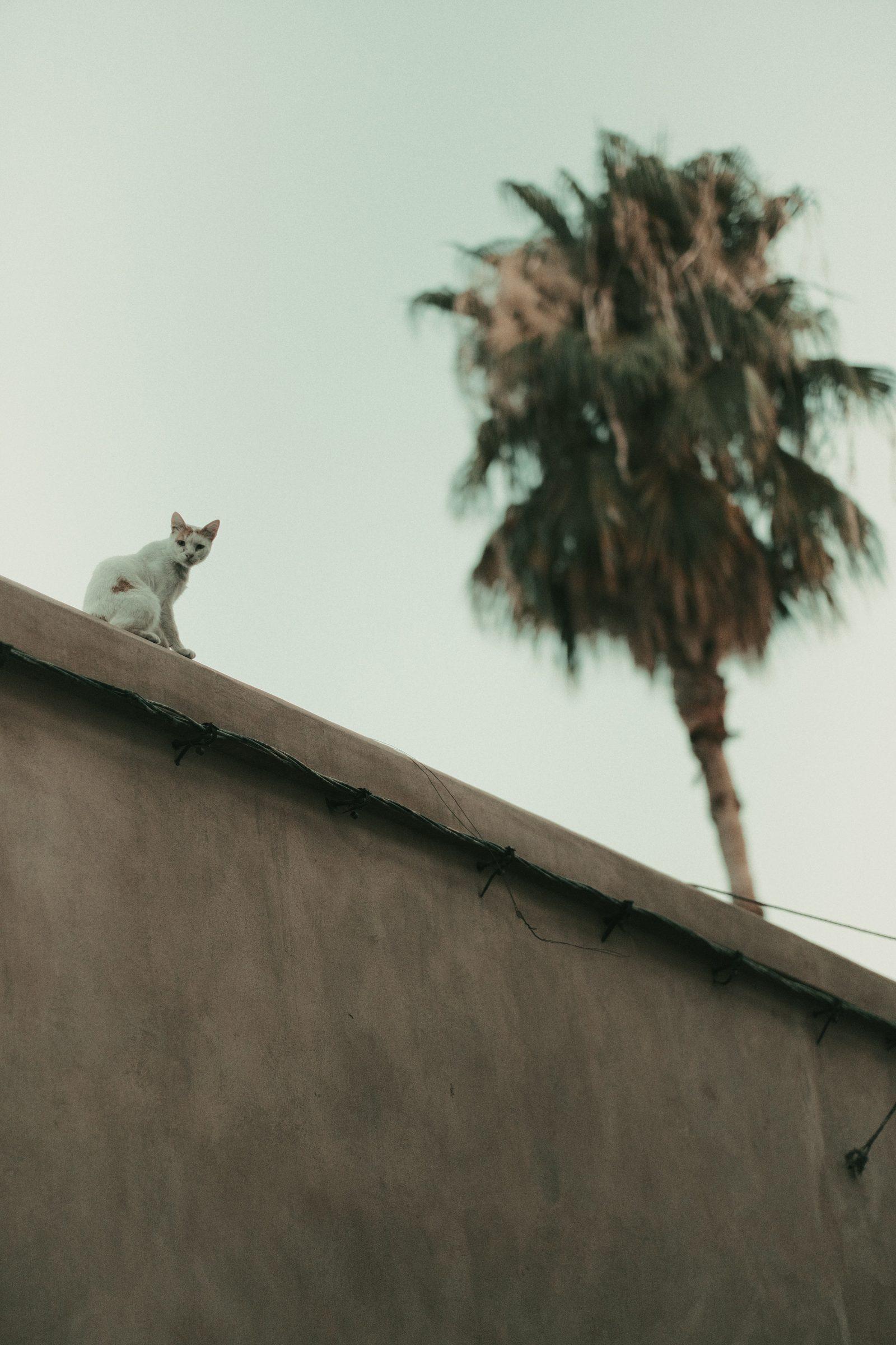 A palm tree above a wall, a white cat sitting on the wall's edge