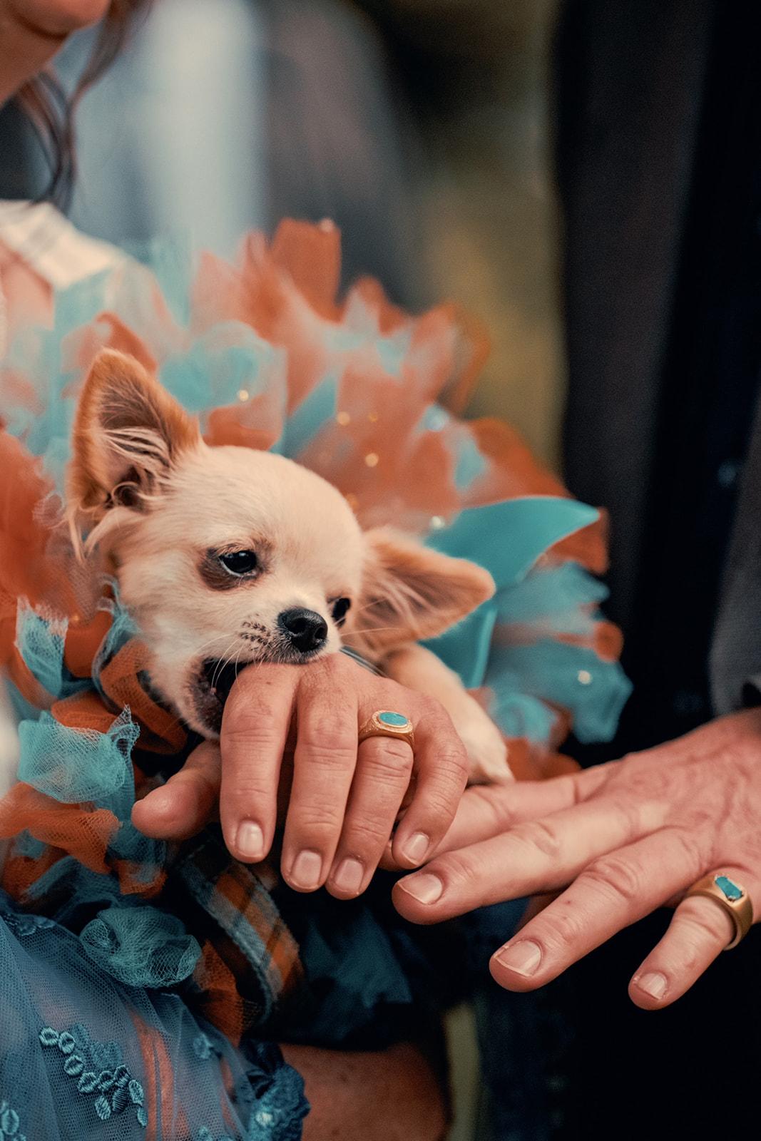 The couple's dog held between them, their matching turquoise rings on show
