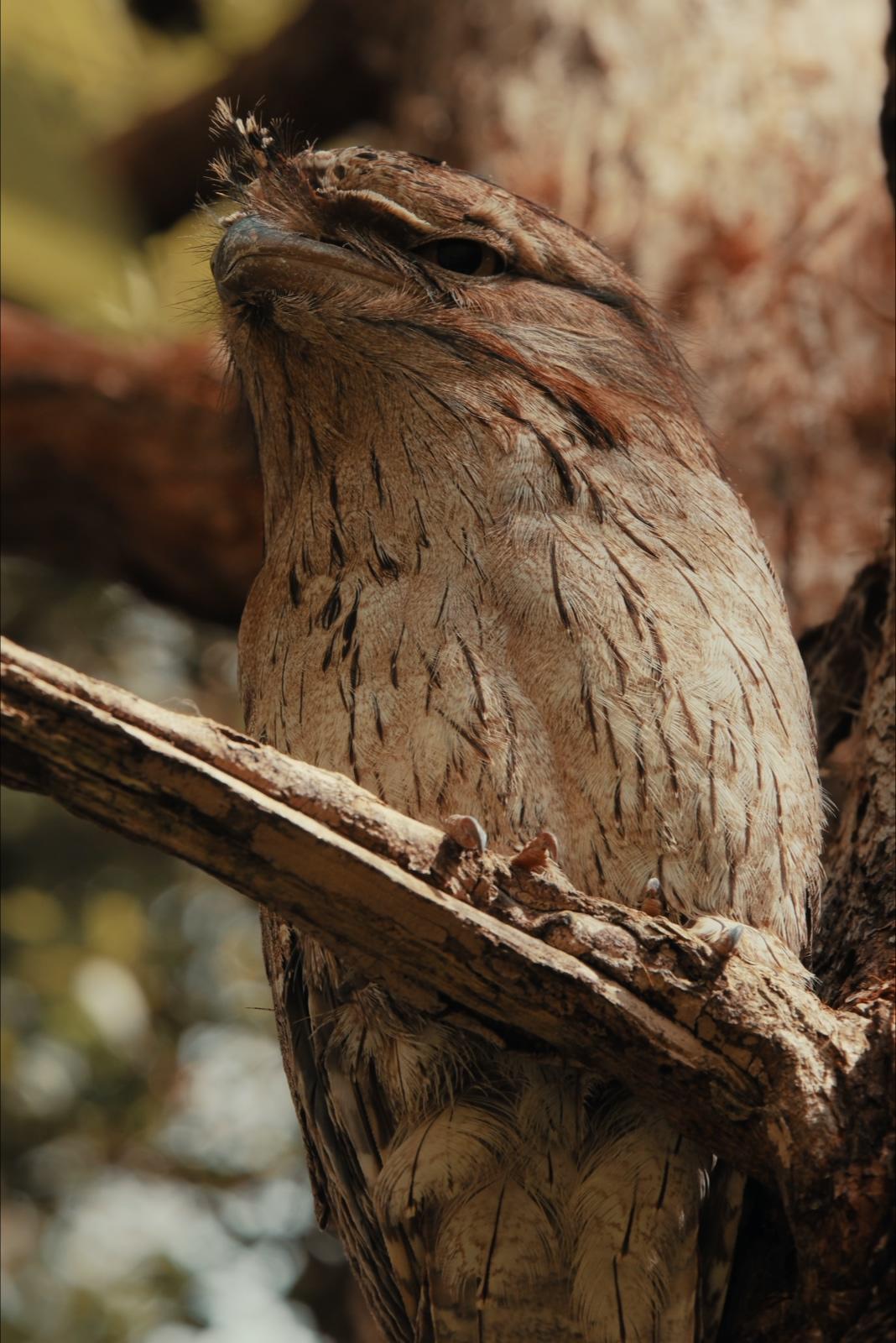The frogmouth through a soft foreground blur of branches, light fading toward dusk