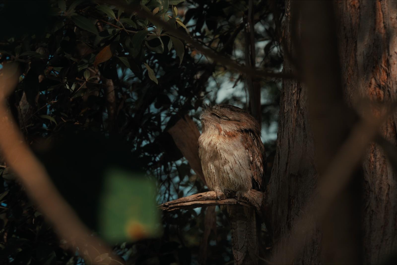 The frogmouth in shadow among criss-crossing branches as the light dropped