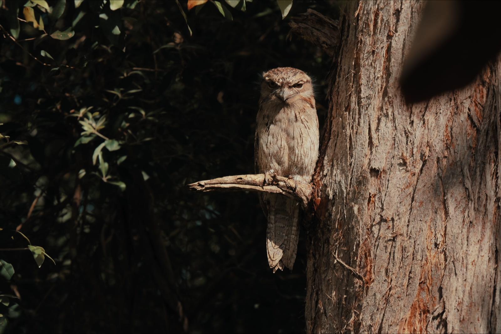 The frogmouth perched on a broken branch against the gum tree's trunk