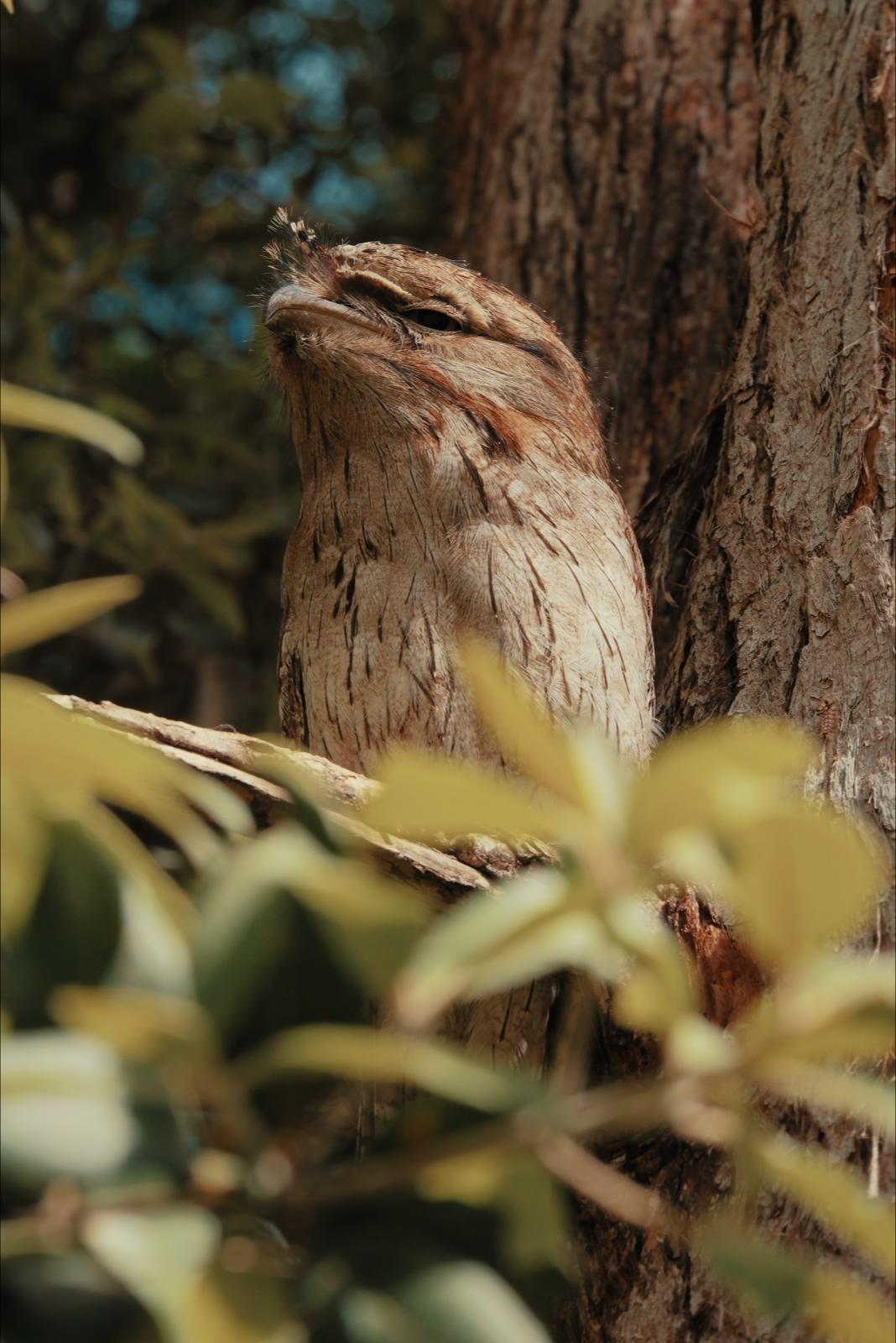 Another section of the gum tree's bark, grey and rust-coloured where it's peeling