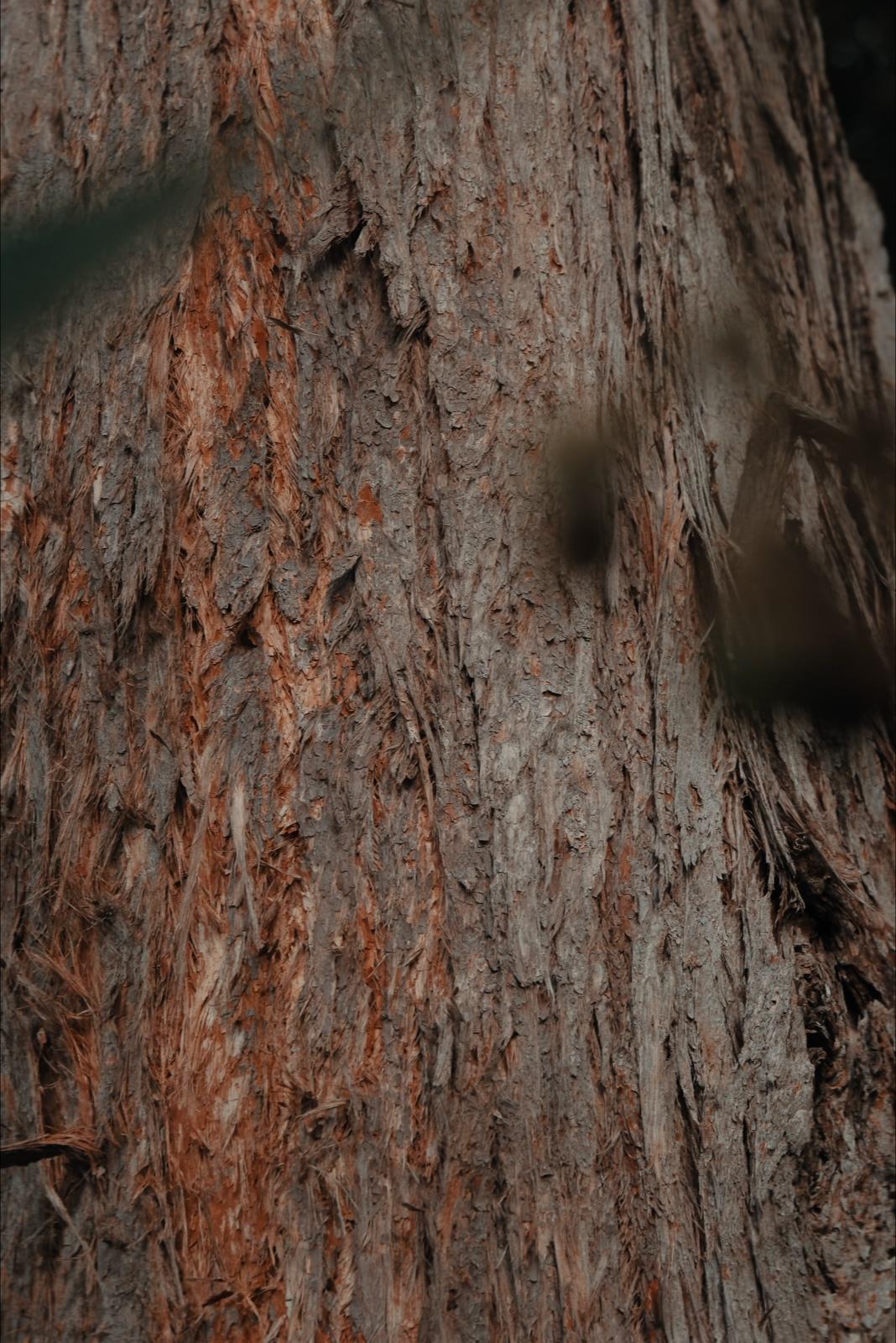 Close detail of the gum tree's leaves overhead